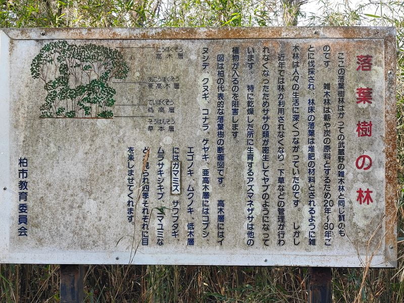 こんぶくろ池 落葉樹の林