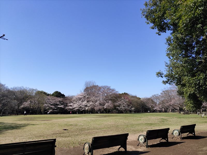 柏の葉公園　桜の広場