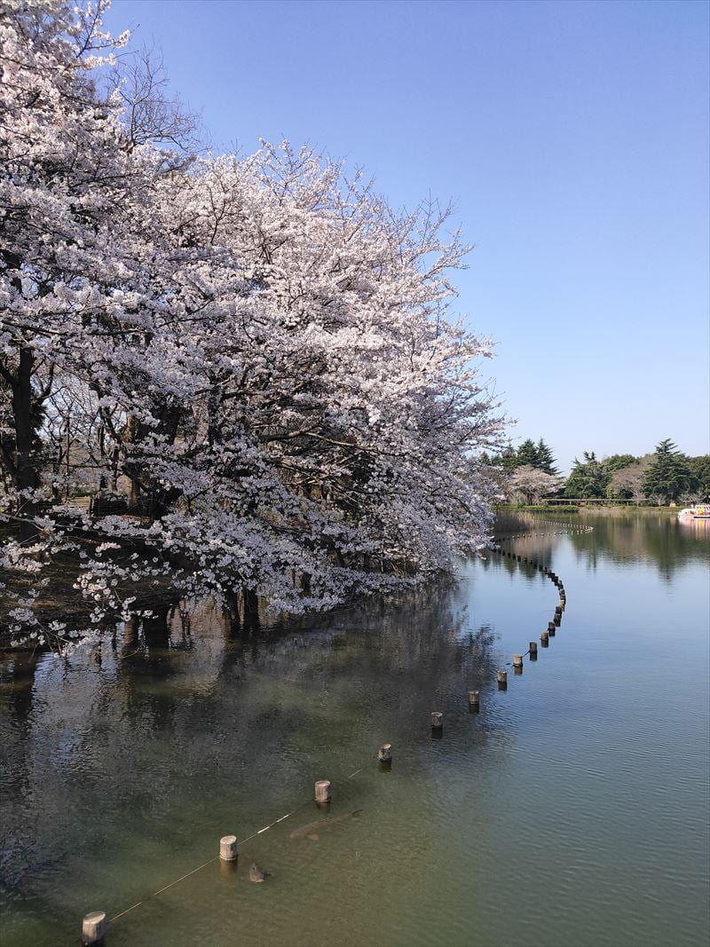 柏の葉公園　ボート池と桜