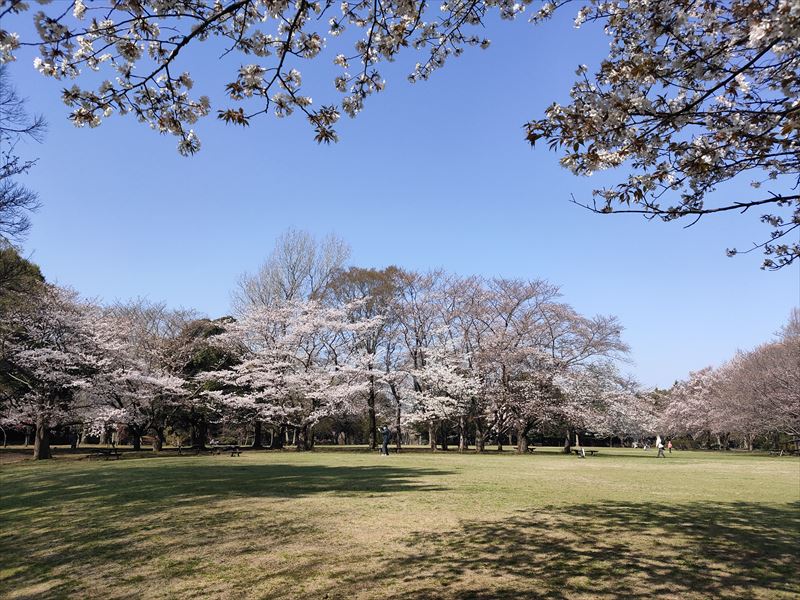 柏の葉公園　桜の広場