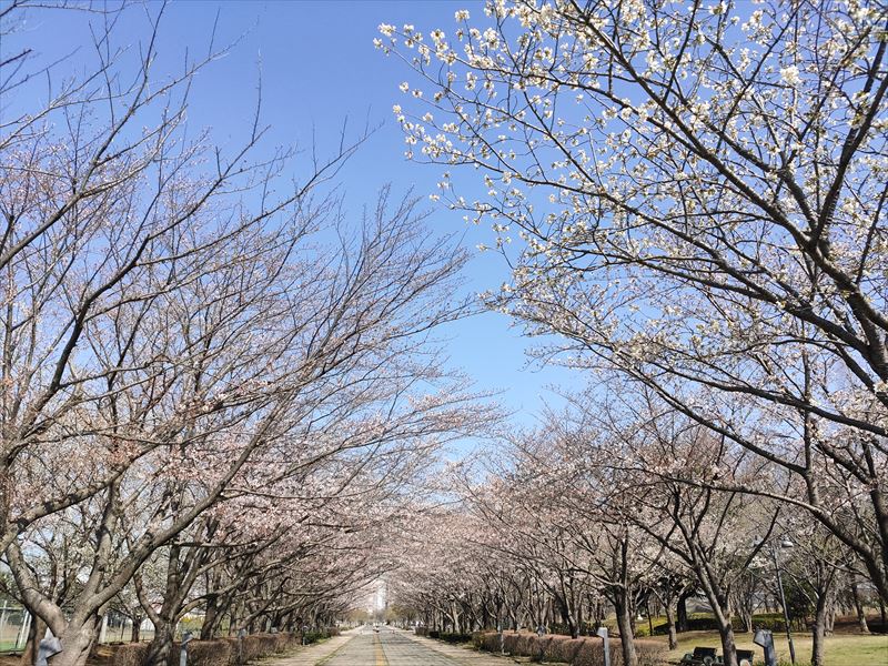 柏の葉公園　北側エントランス方向