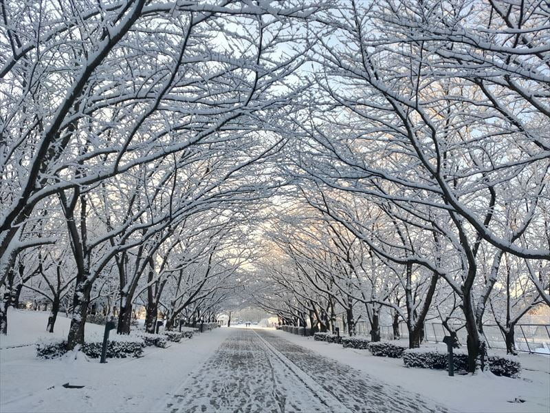 雪が積もった日の柏の葉公園