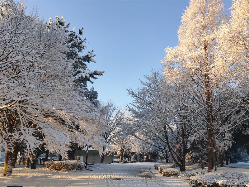 雪が積もった日の柏の葉公園