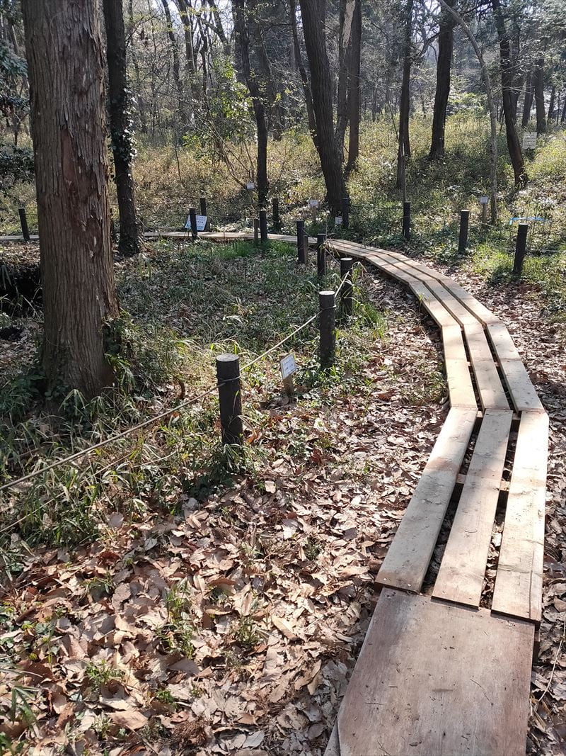 こんぶくろ池自然博物公園　弁天池付近