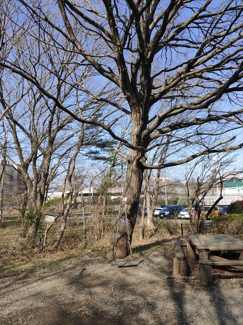こんぶくろ池自然博物公園　ブランコ