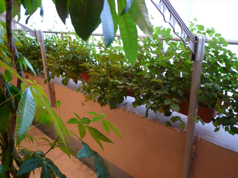 バルコニーの植栽 モデルルーム