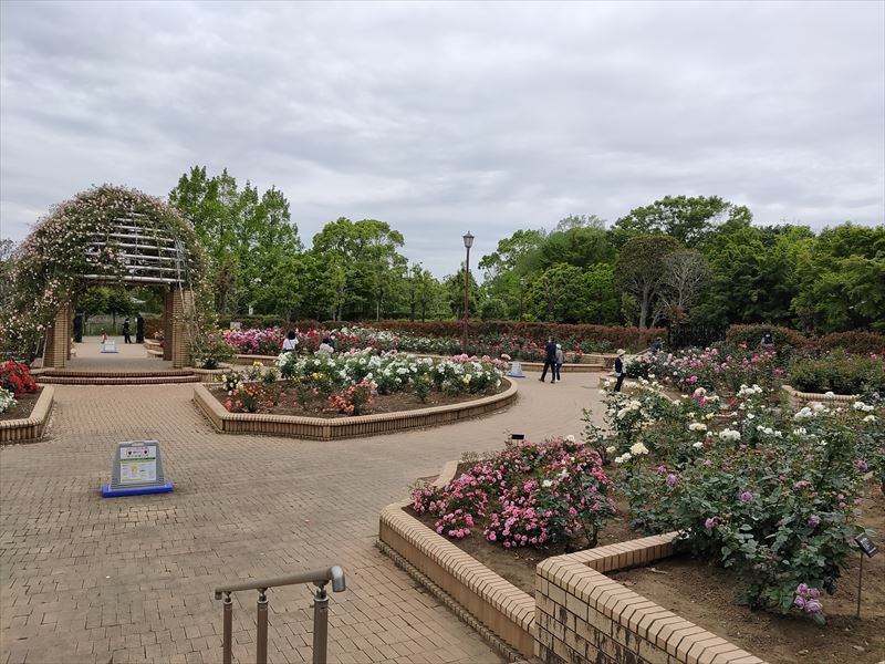 柏の葉公園　バラ園