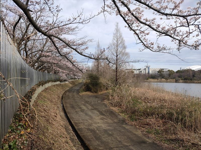 柏の葉第2水辺公園　散歩にピッタリの場所です。
