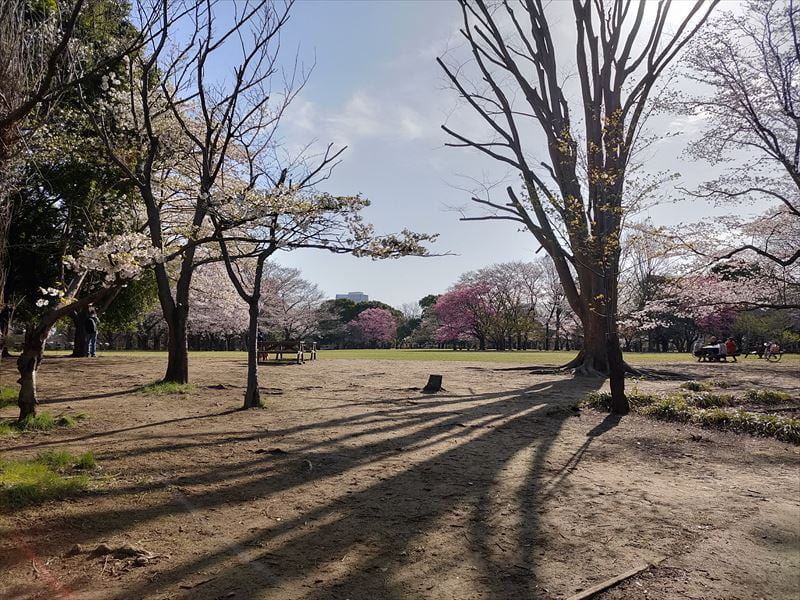 柏の葉公園　桜の広場