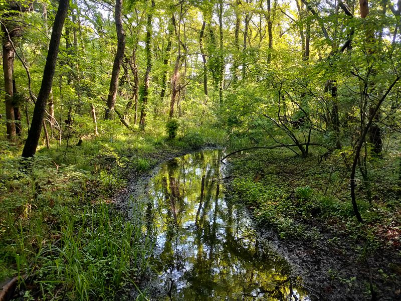 緑あふれる風景　こんぶくろ池 自然博物公園