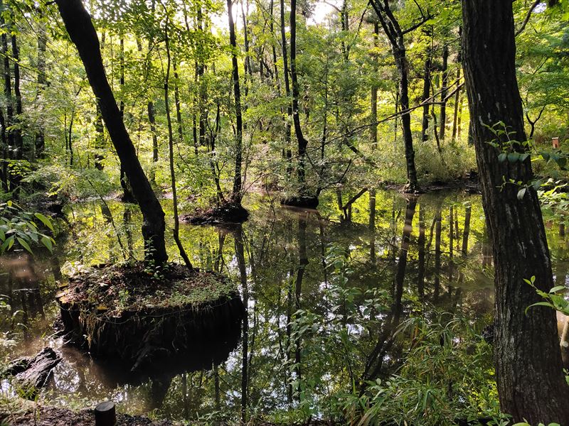 こんぶくろ池 自然博物公園