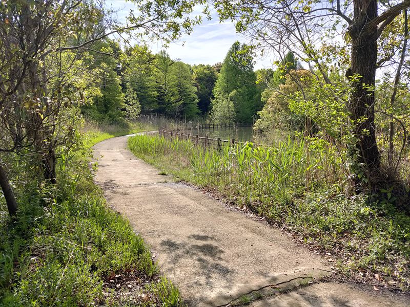 柏の葉第2水辺公園　散策路