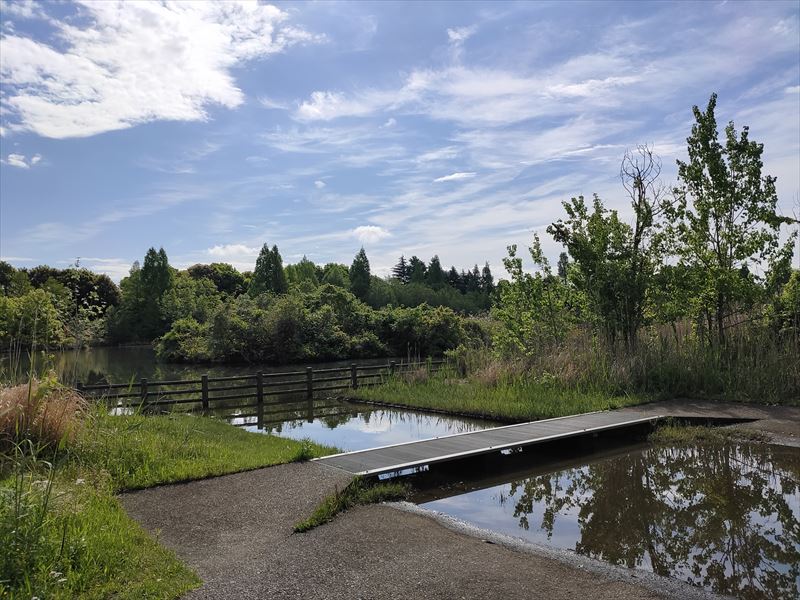 柏の葉第2水辺公園　水鳥や鯉などを見ることができます。