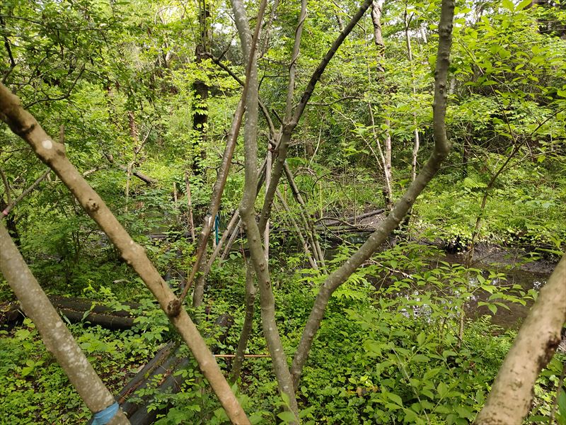 こんぶくろ池 自然博物公園