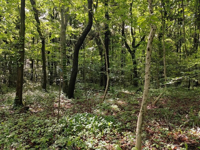 こんぶくろ池自然博物公園